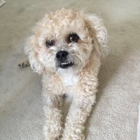 Robert Yang ❤️🐕❤️🐾❤️🧖🏼‍♀️💔👼🏼💔🌈💔(@RobertTYang) 's Twitter Profile Photo