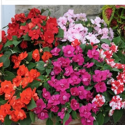 flowergirlchar's profile picture. 