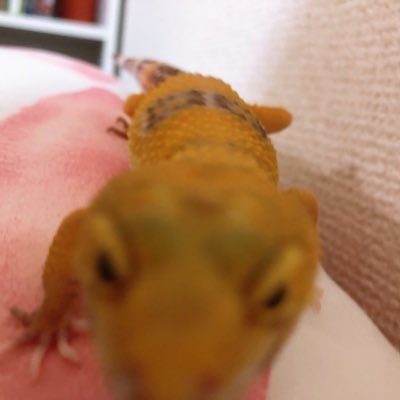 爬虫類との日常💘🦎無言フォローごめんなさい🙇‍♀️