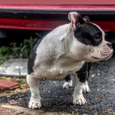 💜‘PR’ AFB’s COCO 💜 Dax bape haze bullseye 🎯 🇺🇸 pocket Bullie (Standard) #ukc #usbr (E.O.G )Exotic bully 🌴