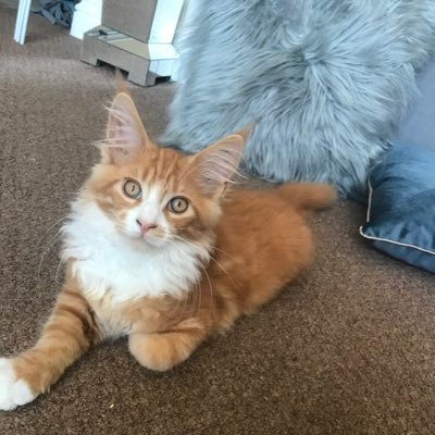 Maine Coon Celebrity from the UK. I’m finally at my furrever home, I can't wait to show you my adventures. My Brother is on here too, FLW @NimbusTheKitten