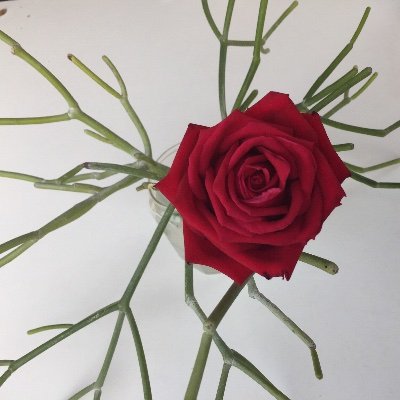 Si_Vaves's profile picture. 