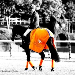 Paardenarts bij DAP Krommerijnstreek - Eventingruiter