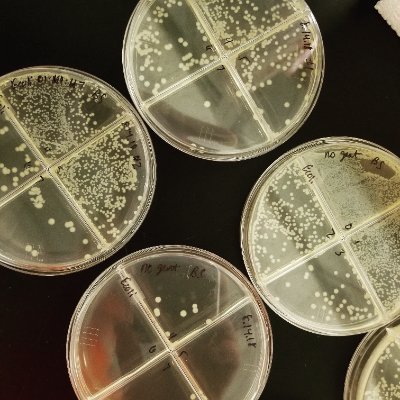 robinsonlab_WVU's profile picture. Robinson Lab @WVUHealth, specializing in host-pathogen interactions of the #neonatal immune system: bacterial #sepsis, #tuberculosis, #IL27, #vaccines