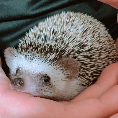 ハリネズミのしんちゃんです！ 毎日トゲトゲ🦔