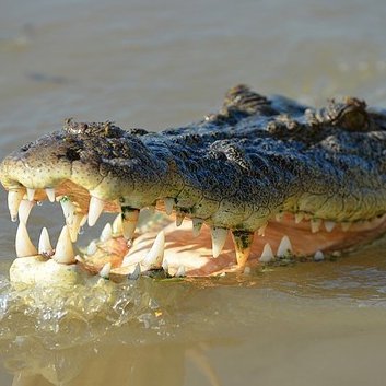 ElvisAlloh's profile picture. 