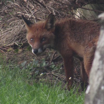 JanisDan2's profile picture. the world is a world ya