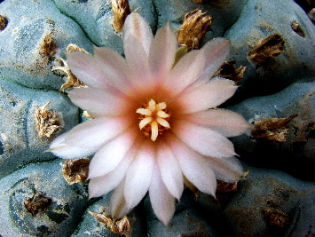 Nagual5puntas's profile picture. I met Dorian Gray so long ago I cant remember when this was I think he would be able to tell more about this Bio