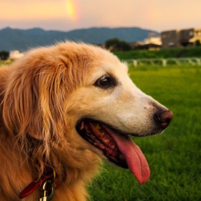 yabuuum's profile picture. 小児科循環器専攻医 心電図検定1級 チェロも弾く Quodlibet Bephil 登山 ゴルフ