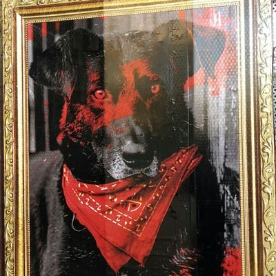 gatabastis's profile picture. Animalista y persona sin vida,no son lo mismo.El animalista hace cosas reales, adopta,rescata,esteriliza,etc.Persona s/v no se compadece del dolor d un animal😒