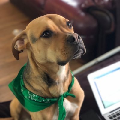 newell_austin16's profile picture. Ramone's Dad. Doctor of Pharmacy