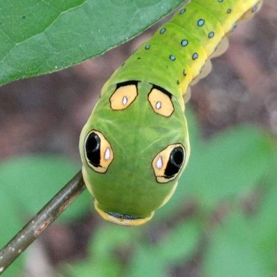 Just another nature nerd. Remember, there is no Planet B