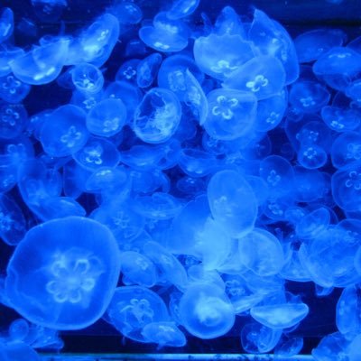 half_moon7ash's profile picture. 