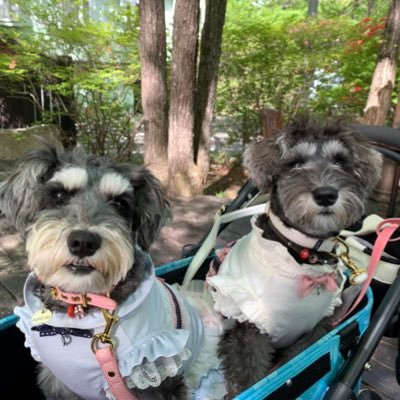 栃木県小山市。愛犬たちが安心して遊べるお庭・笑顔溢れる空間をお届けしていきます！  ミニチュアシュナウザーの、アメリ3才♀ラブリ1才♀です。