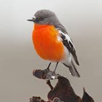 Robin (@robin3652) 's Twitter Profile