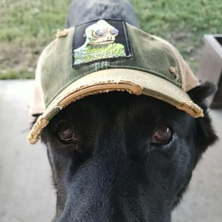 BLUEFROG71's profile picture. Don't Erase History - Enhance The Future. Former Navy SEAL - Musician, Songwriter, Vocalist and Performer. Independent moderate against the RESET.