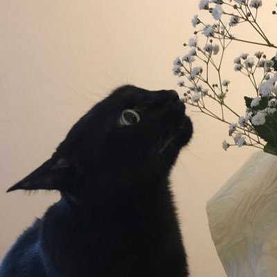 黒猫日和 睡蓮に似た花を咲かす 睡蓮木 盆栽