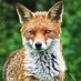Mr. Fox (@mrfoxbustback) Twitter profile photo Mr. Fox (@mrfoxbustback) Twitter profile photo