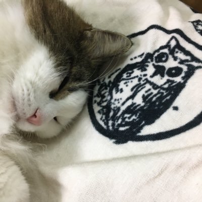 🦉ぺぺち🐈さんのプロフィール画像