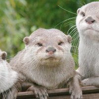 かわうそ (@t60161579) 's Twitter Profile Photo