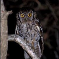 AstroOtus (@astrootus) 's Twitter Profile Photo AstroOtus (@astrootus) 's Twitter Profile Photo
