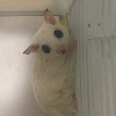 いのりひめさんのプロフィール画像