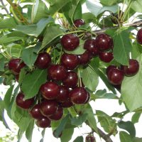 Ceiriosen (@1chamadryad) 's Twitter Profile Photo