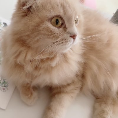 きこにゃん🖤さんのプロフィール画像
