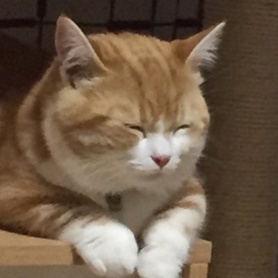 bo0E2HDGVOkhdJq's profile picture. 名前 まん太 性別 男の子 種類 マンチカン  「マンちゃんねる」でYouTubeやってます。