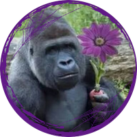 足　腰 (@condensermush) 's Twitter Profile