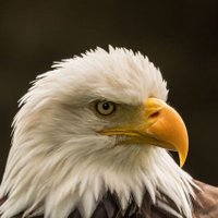 George Eagle(@_TheGMan) 's Twitter Profile Photo