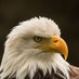 George Eagle (@_thegman) Twitter profile photo George Eagle (@_thegman) Twitter profile photo