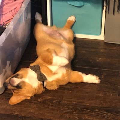 corgi_winston's profile picture. Corgi in Florida #winstonthecorgi