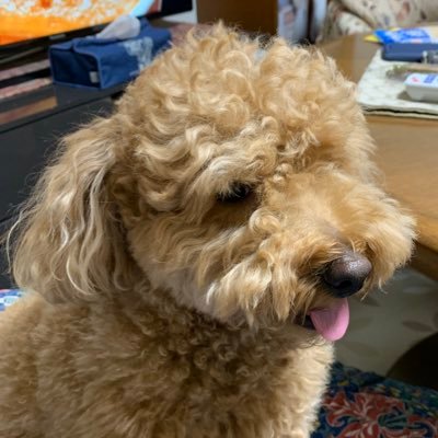 ☆彡福丸☆彡さんのプロフィール画像