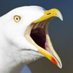 Lawnguyland Seagull (@seagull_li) Twitter profile photo