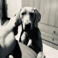 El xicuelo de la trencadora (@danimij86) 's Twitter Profile