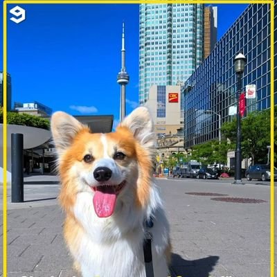 Kimchithecorgi Profile