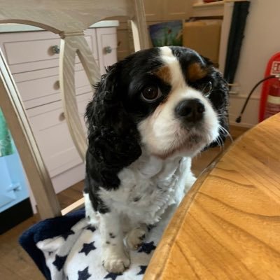 I’m a tri colour cavalier who luffs life, my peeps and mischief Oh, and I finks I’m a Princess 👸