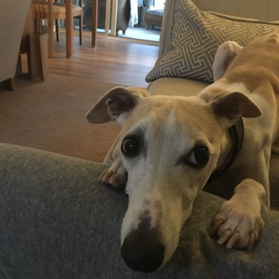 I'm Bella, I'm a whippet, I like to race other whippets and my best pals are Jasmine🌈 and minty
