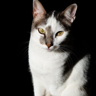 dcsjulio's profile picture. 
