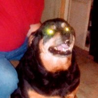 Bella&ShebasMomma (@grannybellasmom) 's Twitter Profile
