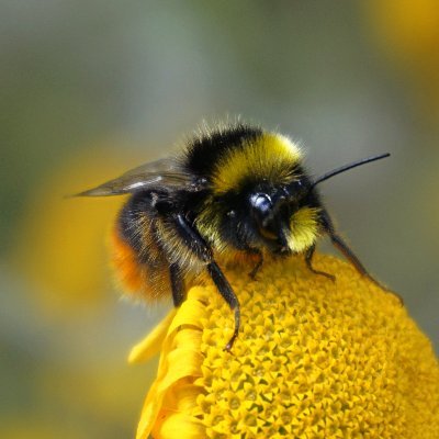 MAKE PLANT BARCODING GREAT AGAIN!
Post-Doctoral Scholar | Centre for Biodiversity Genomics | University of Guelph, Canada