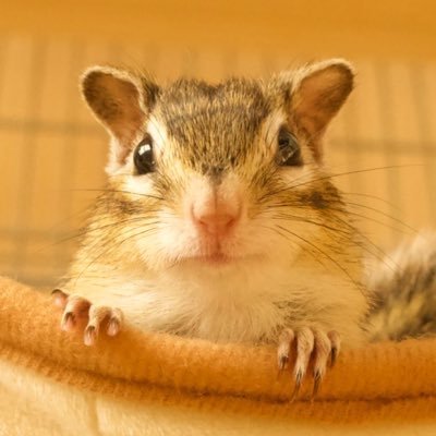 ChiroPoro Channel/リスべや。さんのプロフィール画像