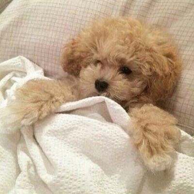 CassieLayee's profile picture. None