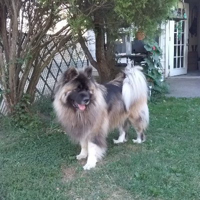 Domestic Goddes,seeker of wisdom, fears for our country,akita luvr,