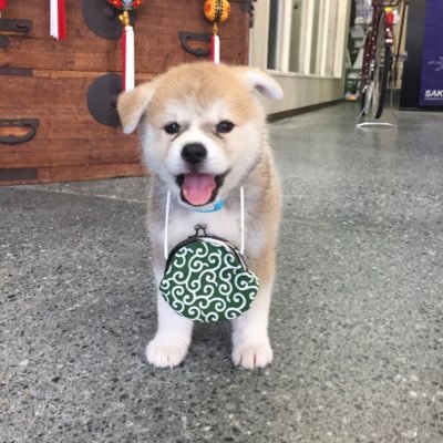 🐕秋田犬の看板犬優美と新潟県の日本酒🍶棚田米コシヒカリ🌾を中心にご紹介 📦全国発送 DM・📞お気軽にご注文承ります⏰営業時間 9:00-18:00 ・（月）定休日☎️0258522461◆壱醸取扱店◆インスタkobayashisaketen_tochio◆配達中看板出ていたら📞下さい