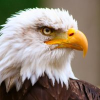 Knight Rider (@tweet9984) 's Twitter Profile Photo