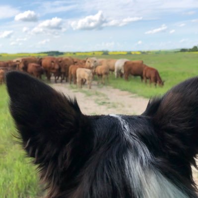 Grain and Cattle Farmer . Husband, Dad, Cancer Survivor.