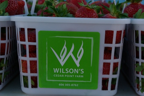 I am the sole operator of Wilson's Cedar Point Farm, a family farm in Pulaski Co. KY. We grow and sell fresh fruits and vegetables. We also have a CSA.
