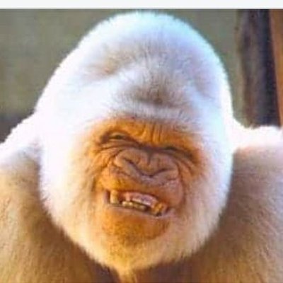 Profile Picture of VanilaGorila28 (@RickCuthbert) on Twitter